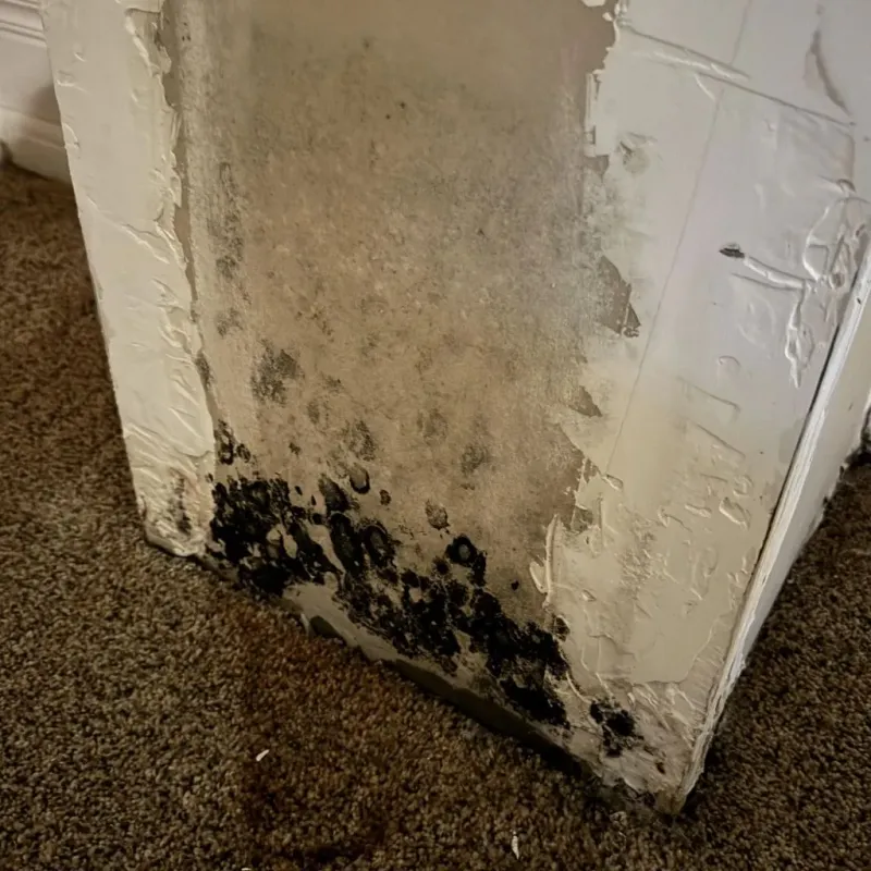 Professional Mold Removal in Onalaska, WI